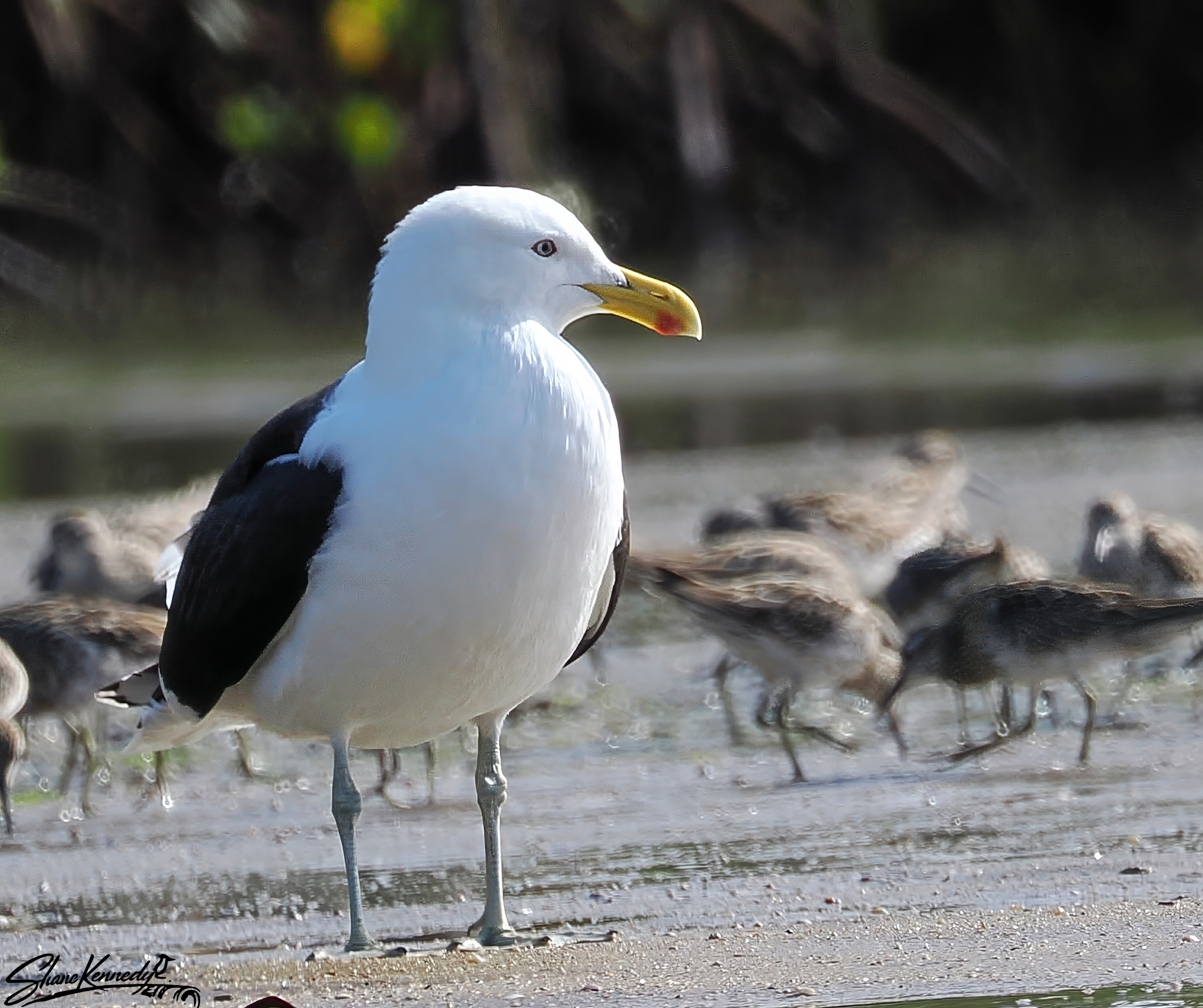 Kelp Gull, a rare visitor to Cairns - Shane Kennedy