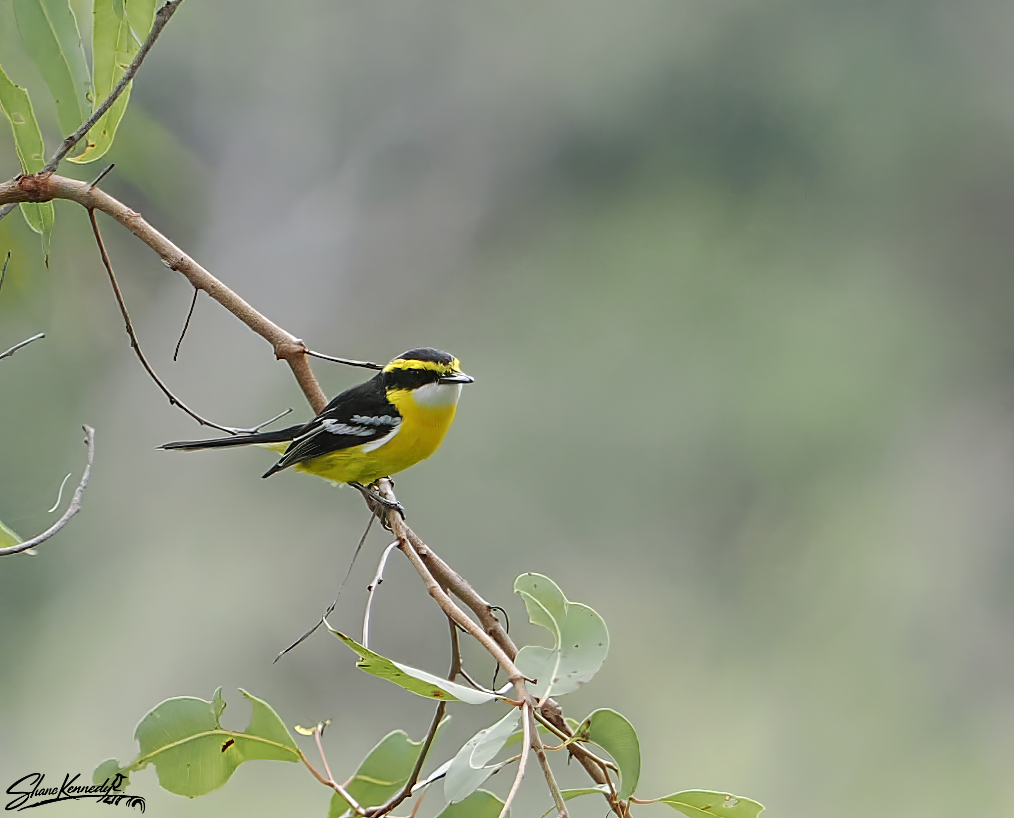 Yellow-breasted Boatbill           -            Shane Kennedy
