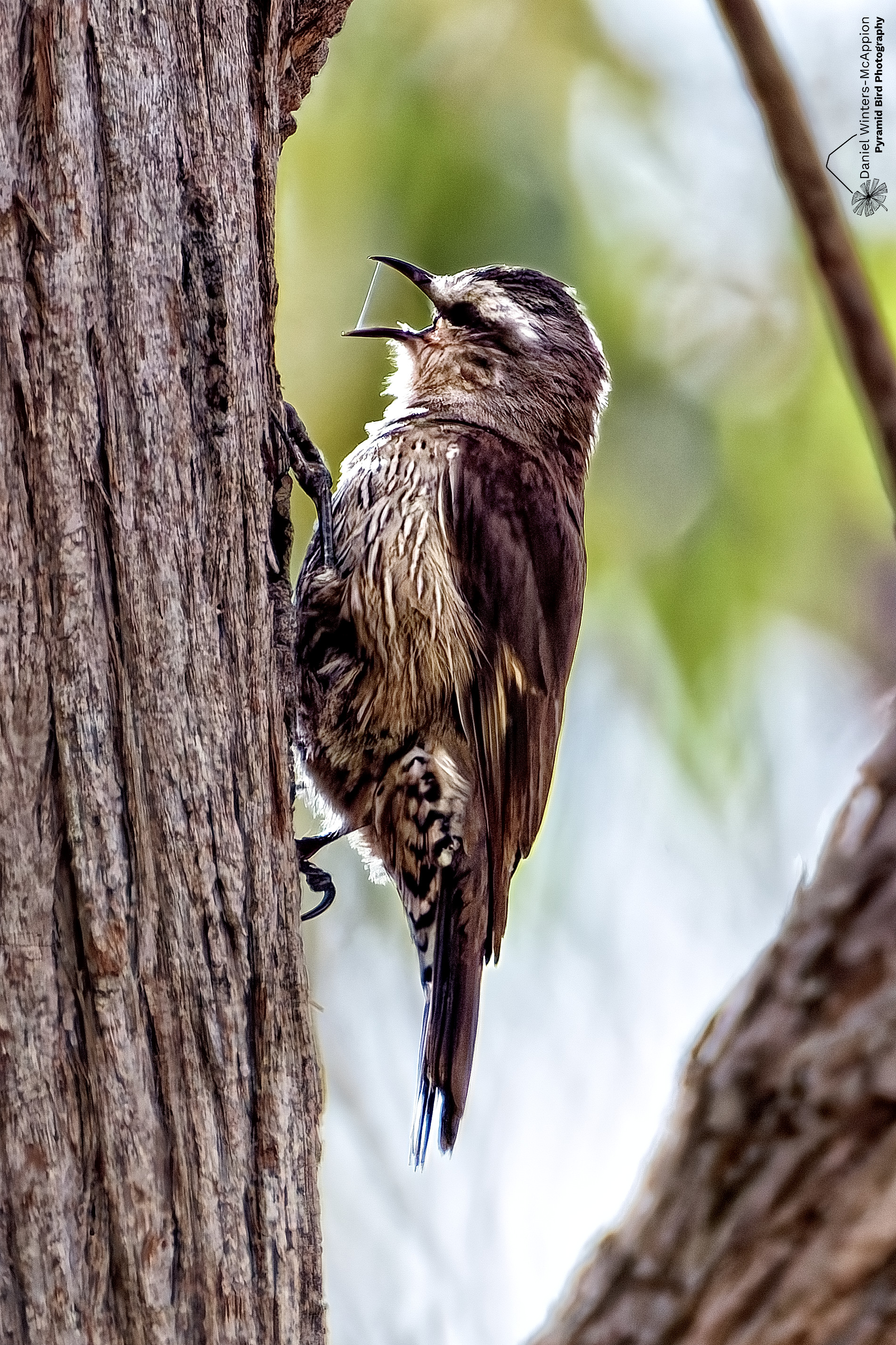 Brown Treecreeper - Wondecla. Photo: Daniel Winters-McAppion